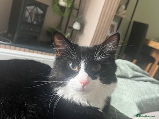 Domestic Shorthair cats - Advert 32