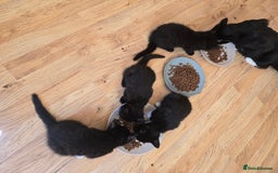 Mixed Breed cats for sale: 5 BEAUTIFUL KITTENS LOOKING NEW HOME  - Image 10