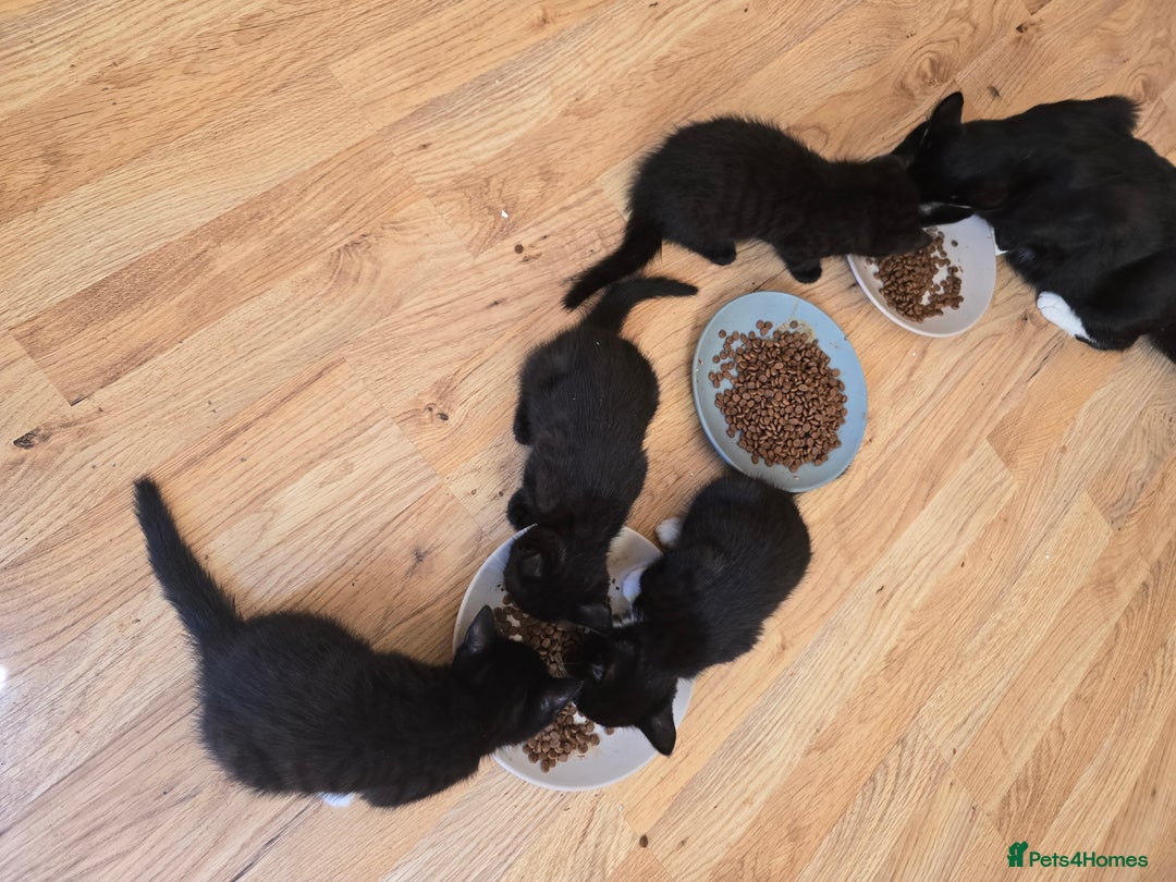 Mixed Breed cats for sale: 5 BEAUTIFUL KITTENS LOOKING NEW HOME  - Image 10
