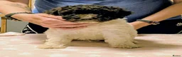 Spanish Water Dog dogs for sale: Spanish water dog  - Advert 34