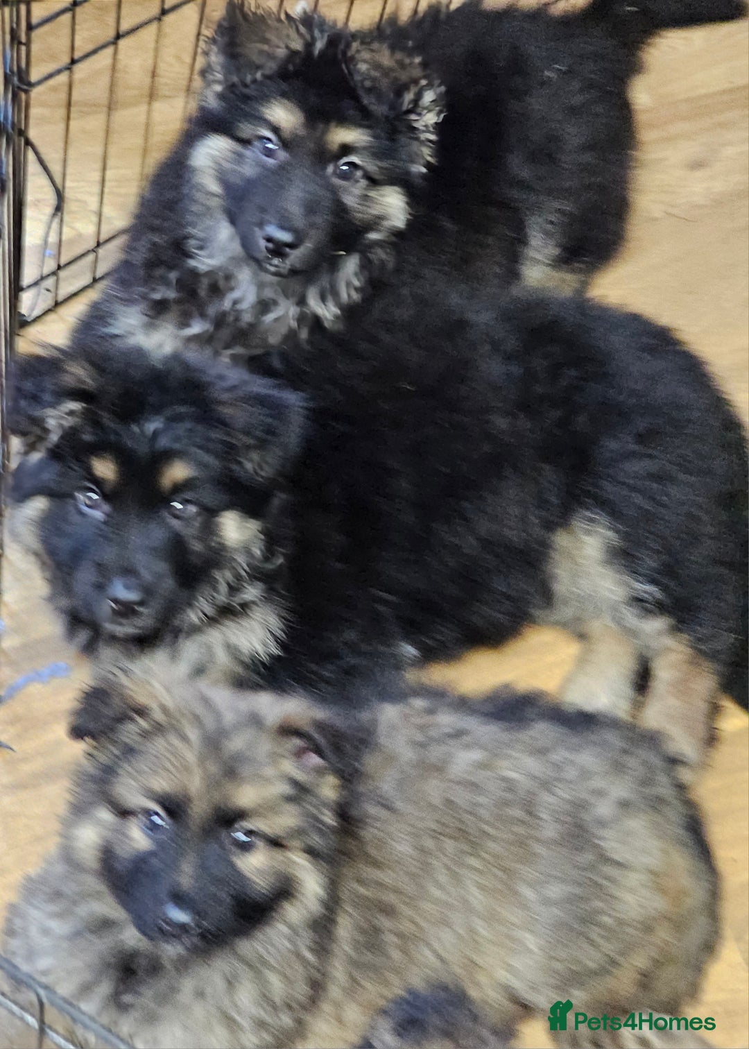 German Shepherd dogs for sale: German Shepherd puppies Kc registered  - Advert 20