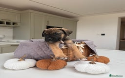 Cane Corso dogs for sale: Beautiful Cane Corso Puppies - Image 21