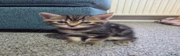 Mixed Breed cats for sale: 1 Tabby boy left in Gillingham - Advert 3