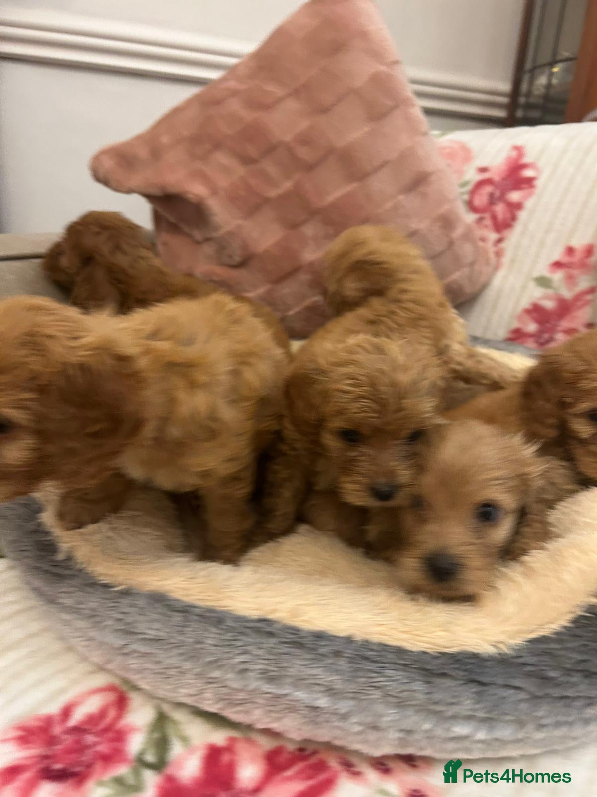 Cockapoo dogs for sale: Adorable cockapoo puppies - Advert 11