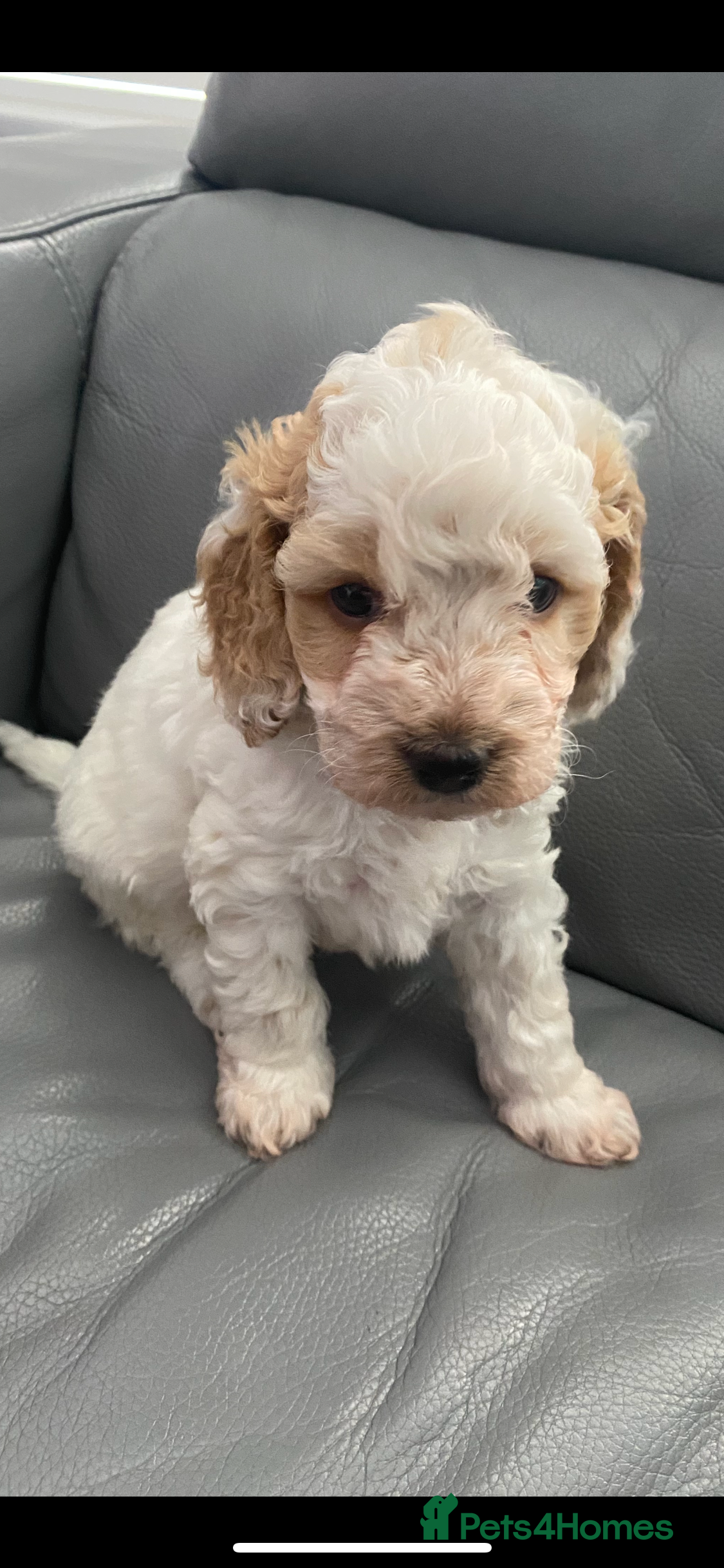 Cockapoo dogs Beautiful F2 Cockapoo Puppies  - Advert 2