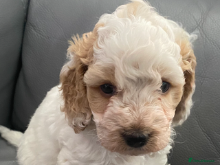 Cockapoo dogs Beautiful F2 Cockapoo Puppies - Advert 2