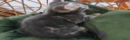 Mixed Breed cats for sale: Marble Bengal cross  - Advert 17