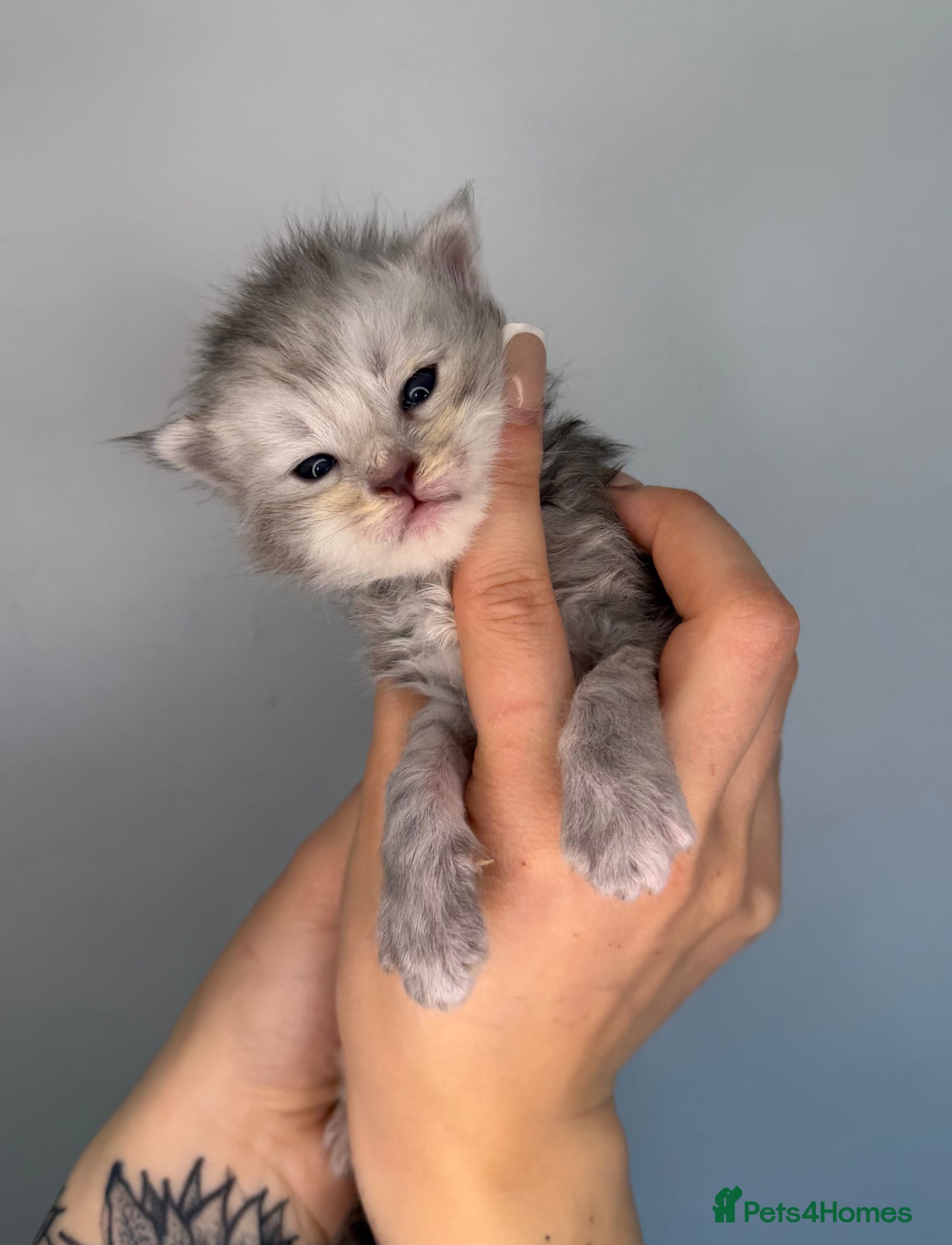 Maine Coon cats MoonsMaines kittens available! - Advert 1