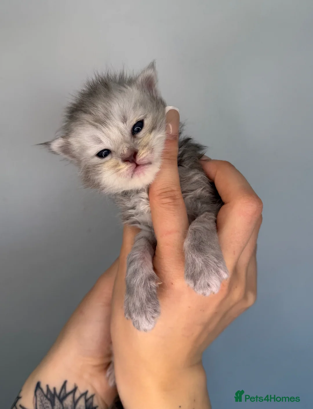 Maine Coon cats for sale: MoonsMaines kittens available! - Advert 1