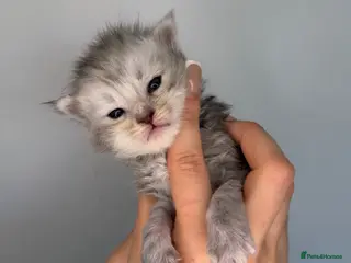 Maine Coon cats for sale: MoonsMaines kittens available! - Advert 1