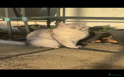 British Shorthair cats for sale: 5 British Chinchilla Shorthair Mix Kittens - Image 3