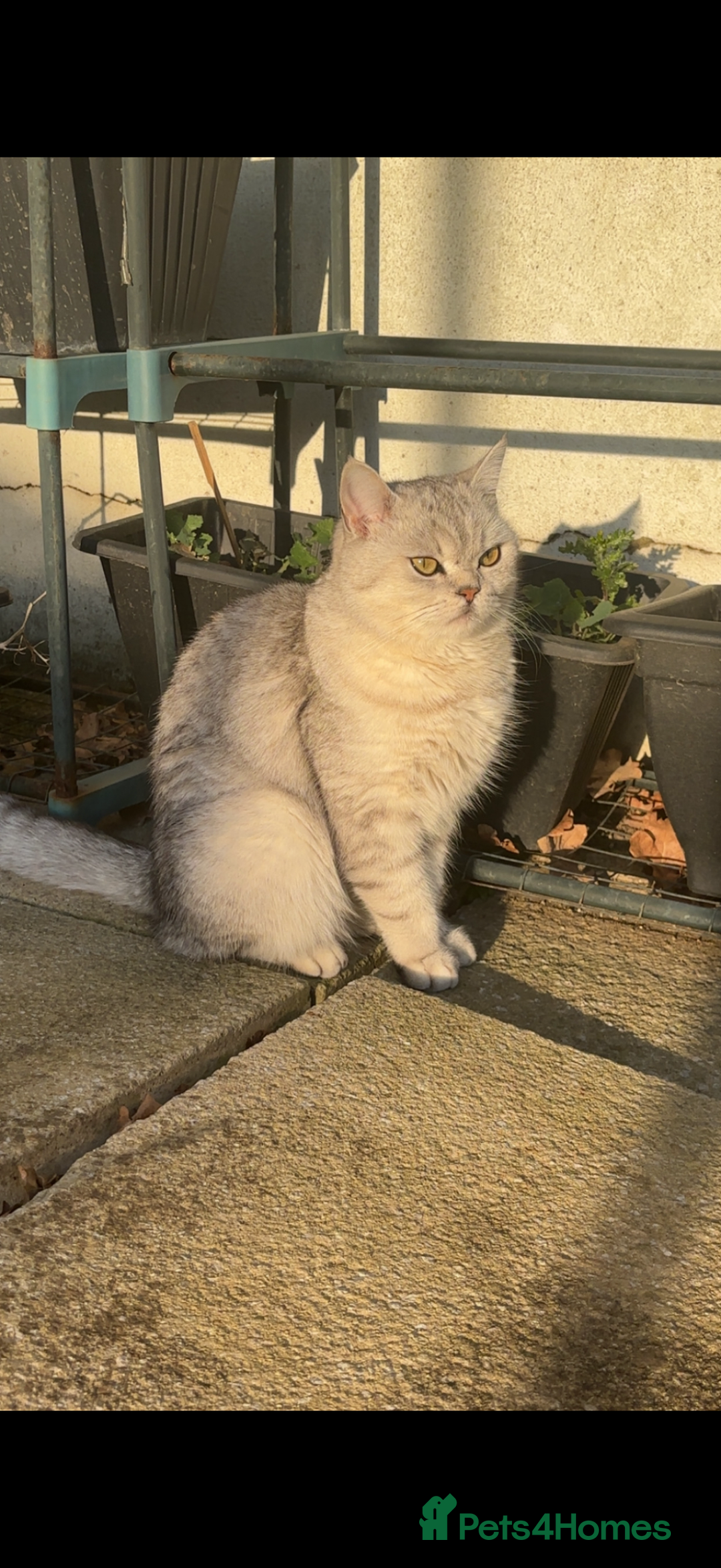 British Shorthair cats for sale: 5 British Chinchilla Shorthair Mix Kittens - Image 3