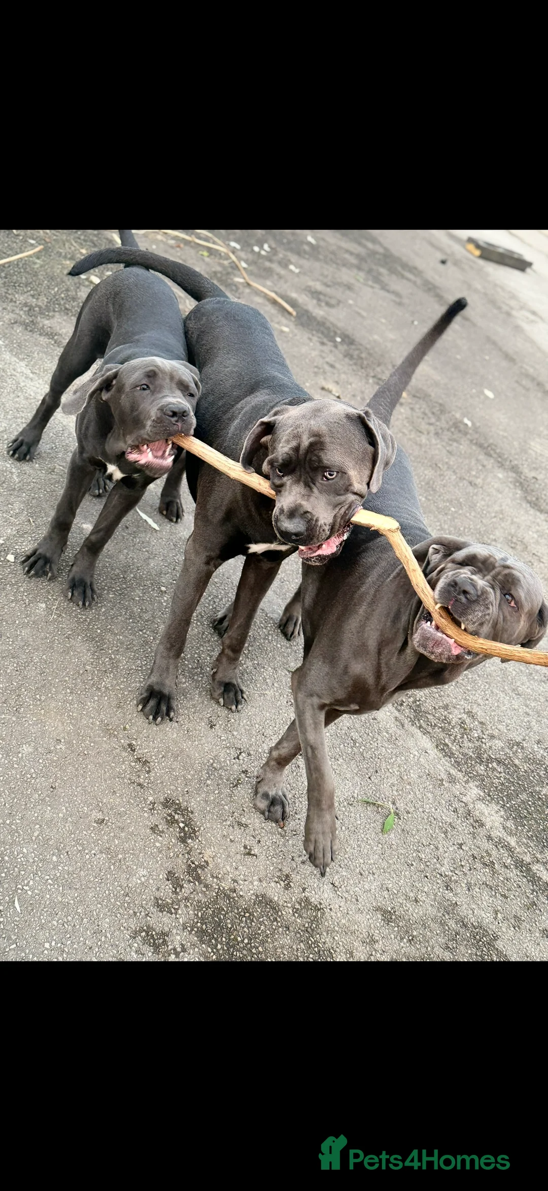 Cane Corso dogs for sale: Cane corso full breed  - Advert 1