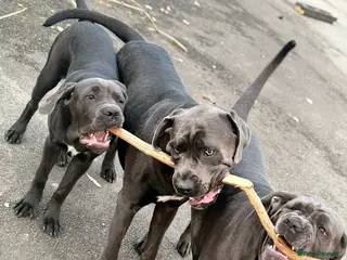 Cane Corso dogs Cane corso full breed - Advert 5