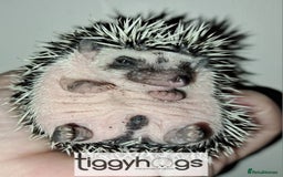 Pygmy Hedgehog rodents for sale: Hoglets available  - Image 2