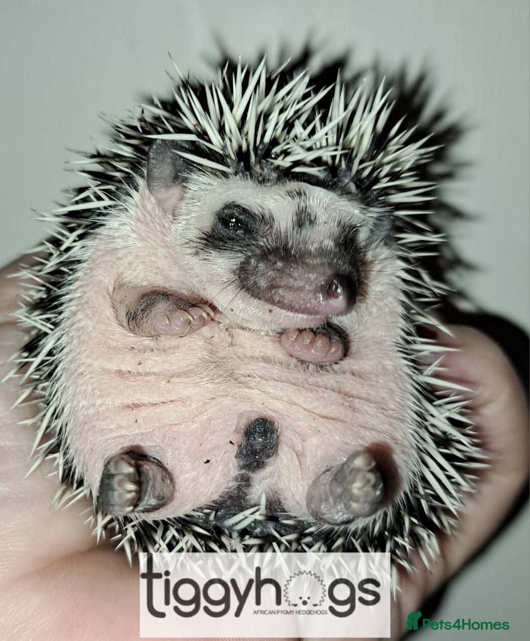 Pygmy Hedgehog rodents for sale: Hoglets available  - Image 2