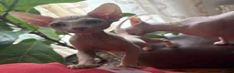 Sphynx cats for sale: Beautiful Sphynx Boy 😊 - Advert 5
