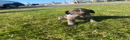 German Wirehaired Pointer dogs for sale:  German wired haired pointer pup (BOY)💙 - Advert 11