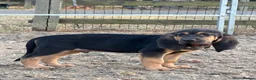 Bloodhound dogs for sale: Bloodhound puppies  in Dereham - Advert 20