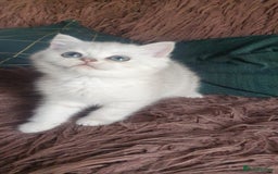 British Shorthair cats for sale: Stunning GCCF British Shorthair Kittens. - Image 11