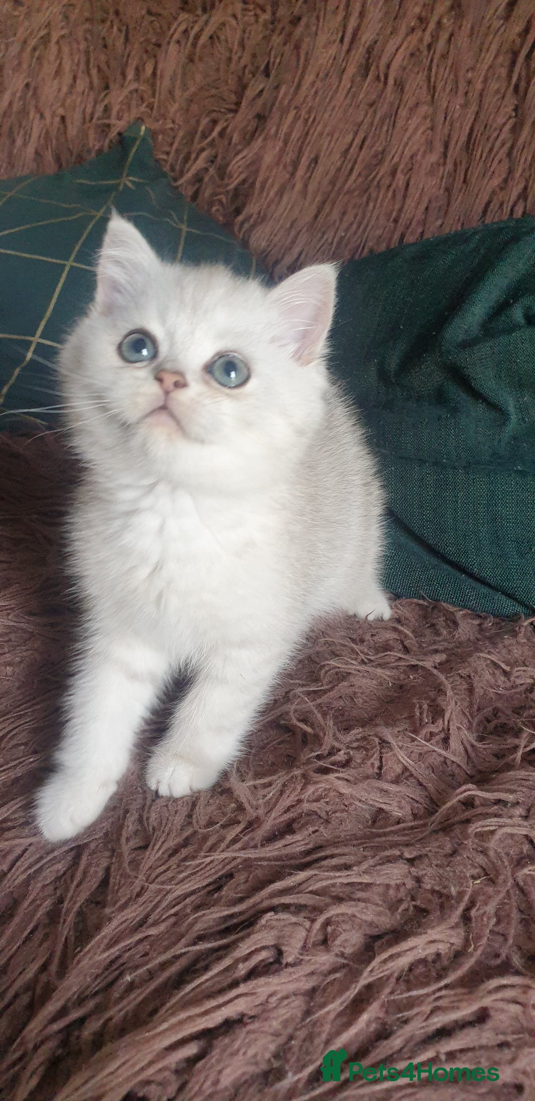 British Shorthair cats for sale: Stunning GCCF British Shorthair Kittens. - Image 11