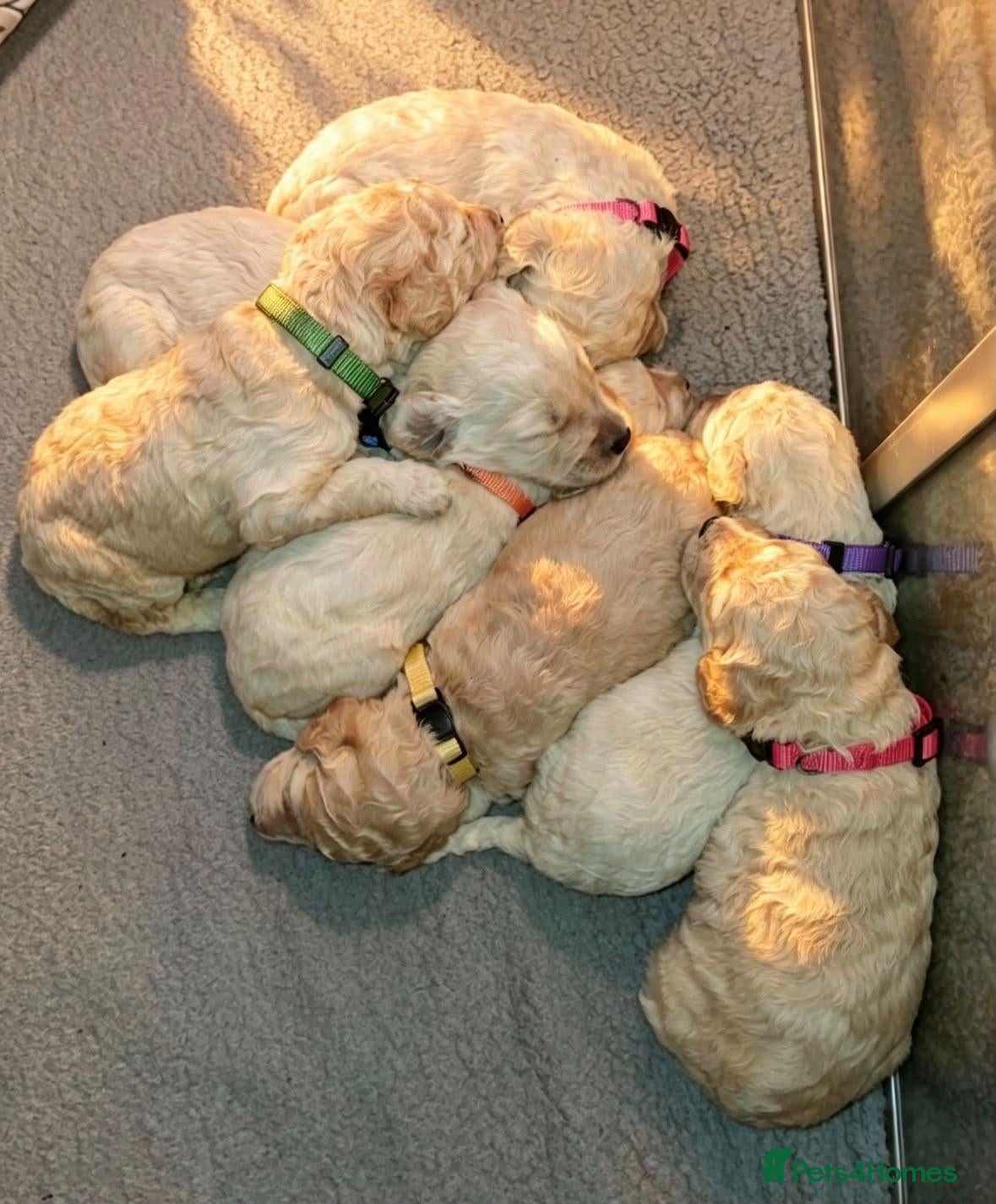 Mixed Breed dogs St bernadoodle / standard poodle  - Advert 1