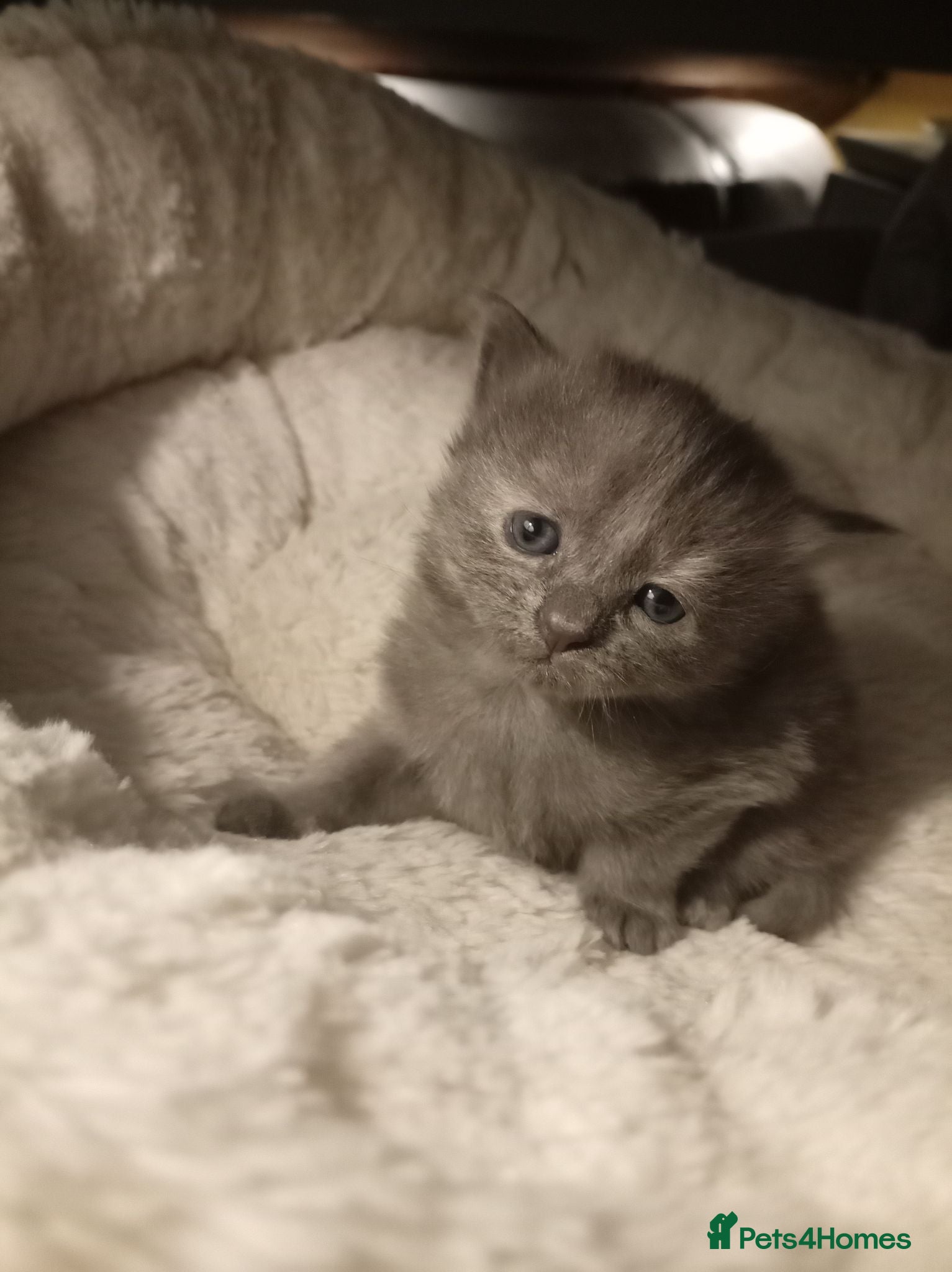 Mixed Breed cats 4 kittens beautiful fluffy playful  - Advert 1