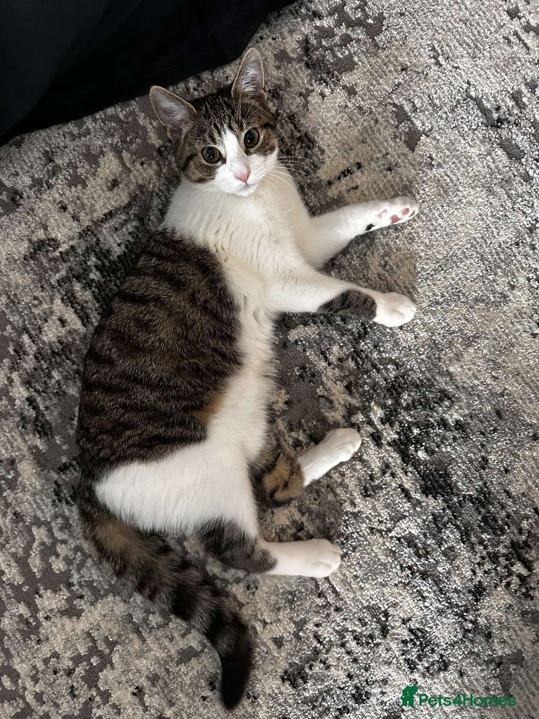 Mixed Breed cats for sale: Angel - Image 2