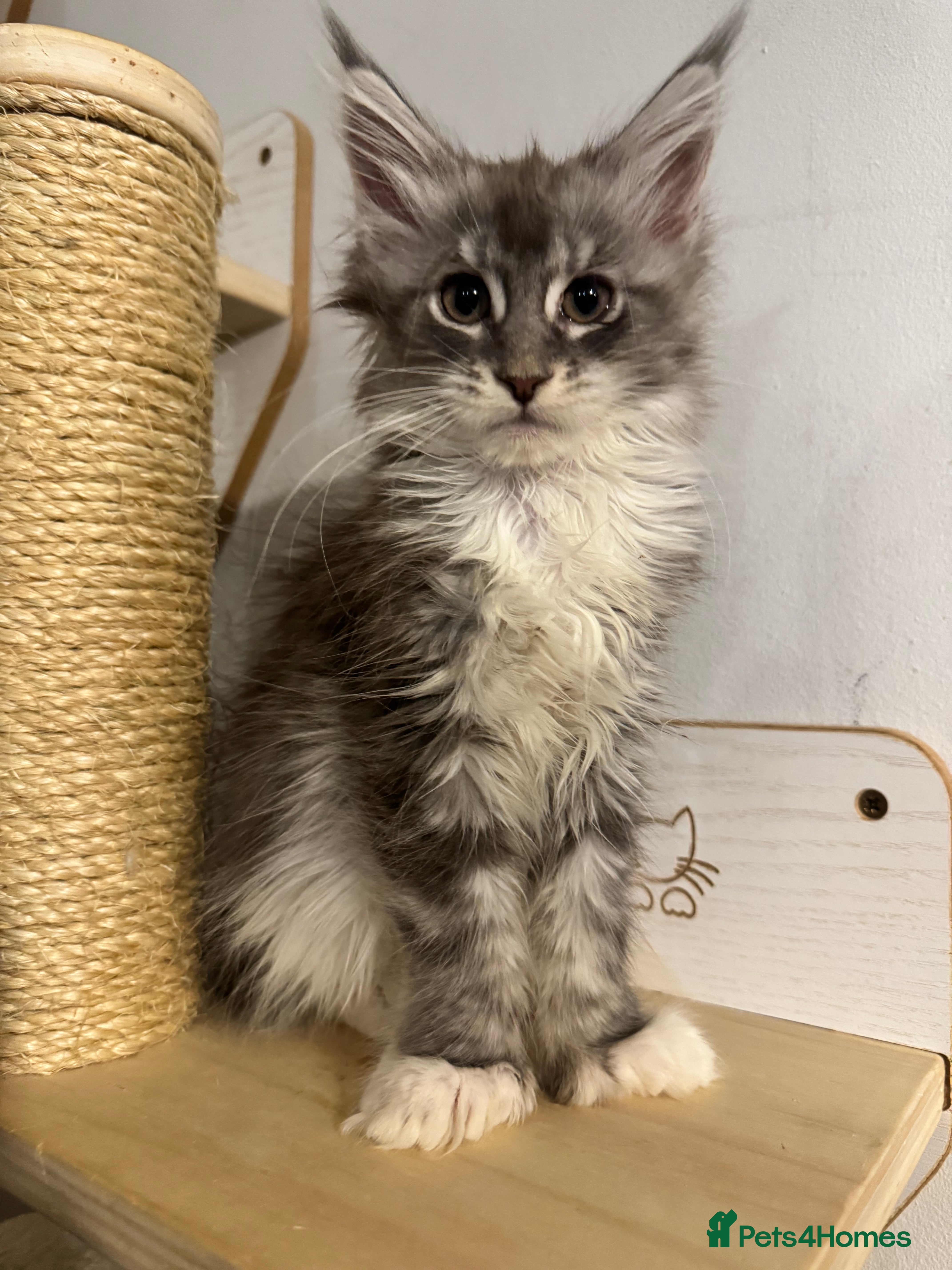 Maine Coon cats Maine coon TICA reg polydactyl girl blue white - Advert 1