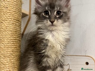 Maine Coon cats Maine coon TICA reg polydactyl girl blue white - Advert 7