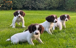 English Springer Spaniel dogs for sale: READY TO GO KC REG ESS PUPPIES - Image 1