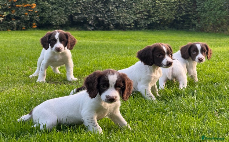 English Springer Spaniel dogs - Advert 11