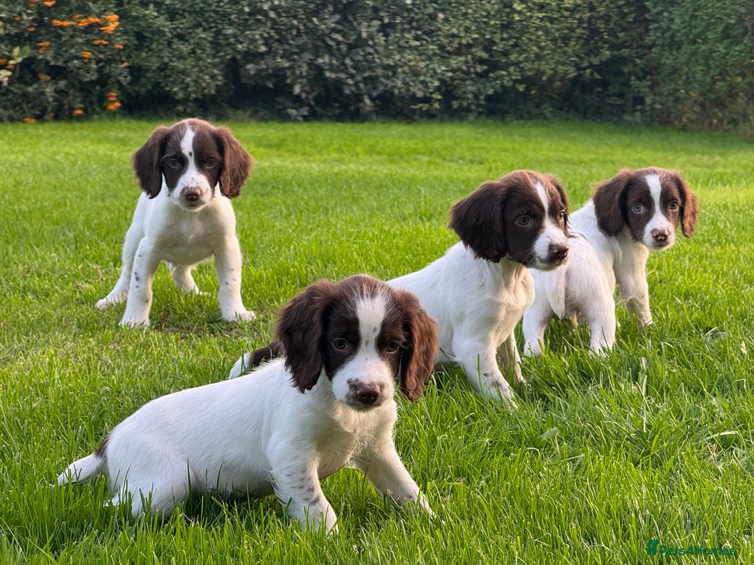 English Springer Spaniel dogs for sale: READY TO GO KC REG ESS PUPPIES - Image 1