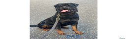 Rottweiler dogs for sale: Rottweiler Puppies KC Registered- Ready to Leave - Advert 3