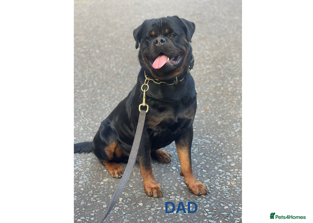 Rottweiler dogs for sale: Rottweiler Puppies KC Registered- Ready to Leave - Advert 3