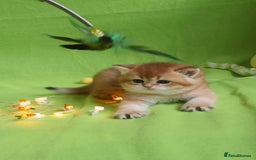 British Shorthair cats for sale: ✨Show quality Golden British Shorthair babies ✨ - Image 6