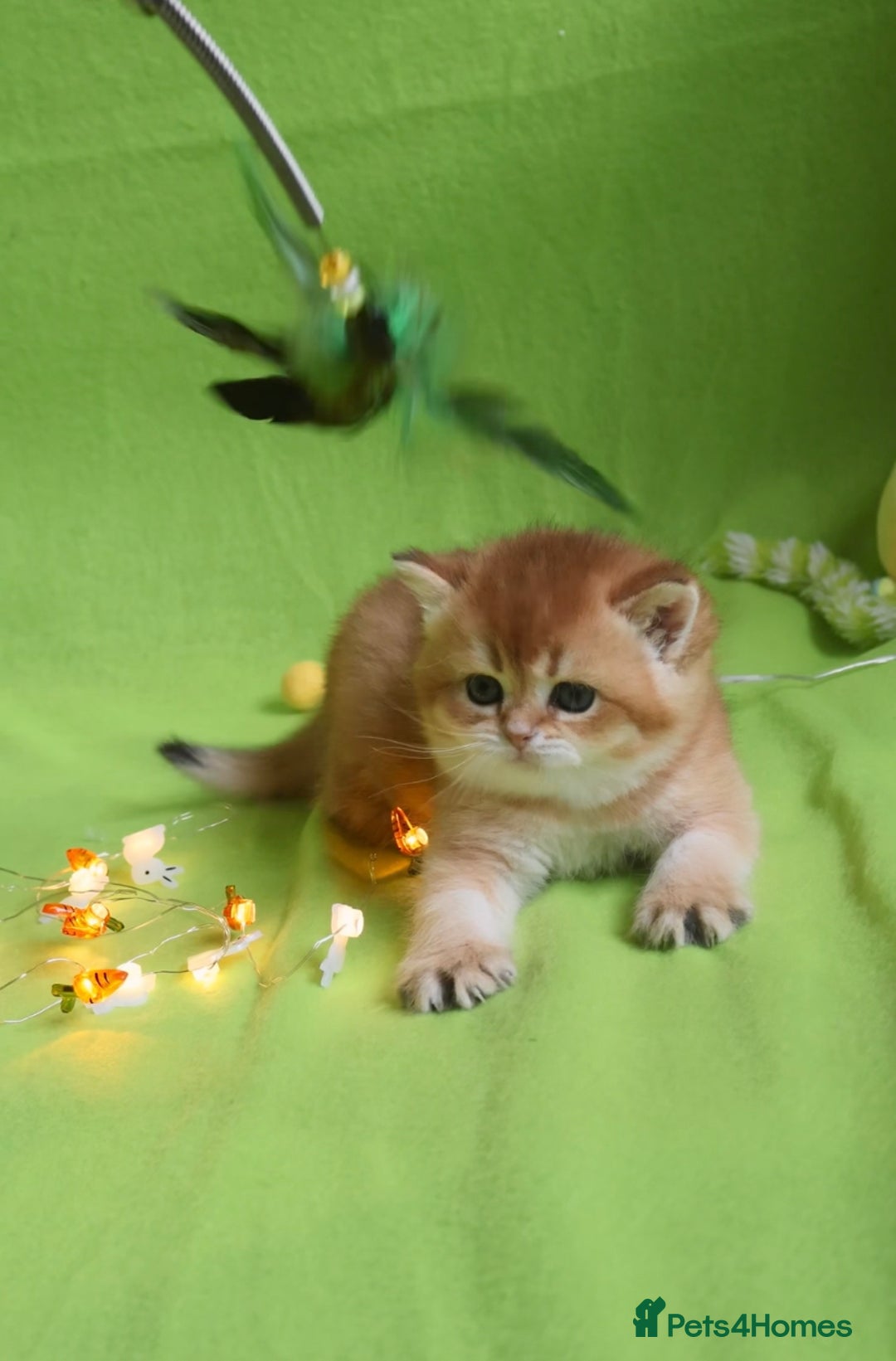 British Shorthair cats for sale: ✨Show quality Golden British Shorthair babies ✨ - Image 6