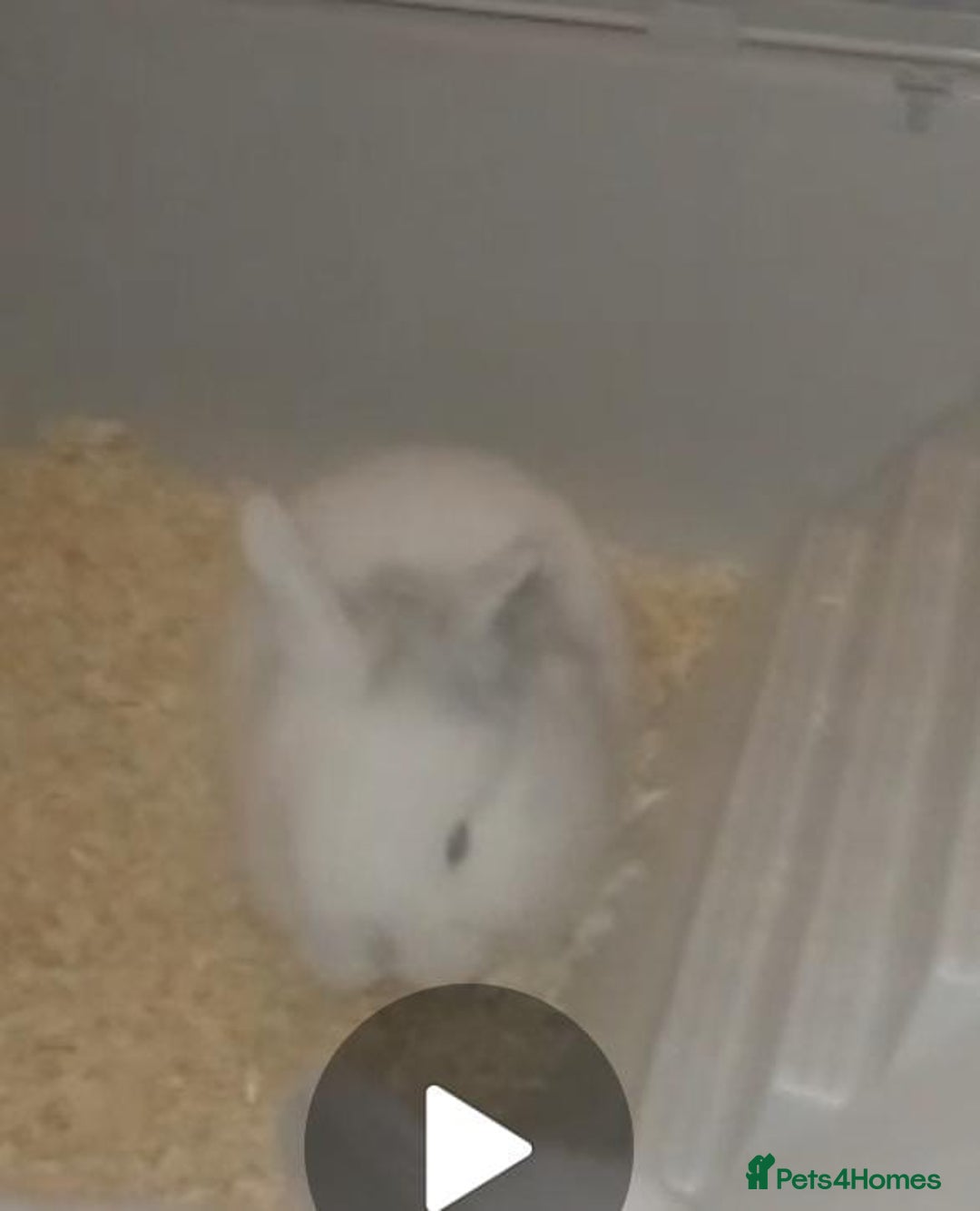 Mini Lion Lop rabbits for sale: Mini lop merl female rabbit  - Advert 1