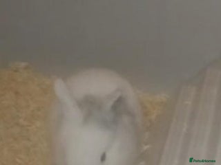 Mini Lion Lop rabbits Mini lop merl female rabbit - Advert 1