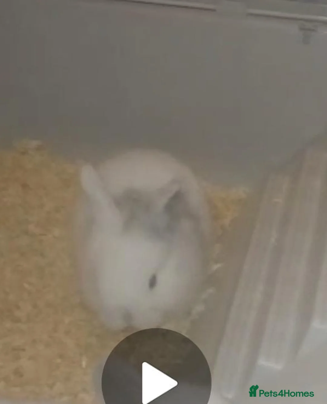 Mini Lion Lop rabbits for sale: Mini lop merl female rabbit  - Advert 1