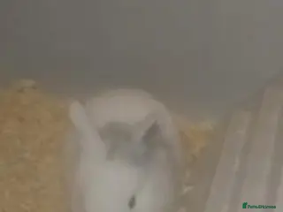 Mini Lion Lop rabbits Mini lop merl female rabbit - Advert 5