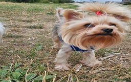 Yorkshire Terrier dogs for stud: YORKSHIRE TERRIER 🐶FULL KC REG.🐶 in London - Image 3
