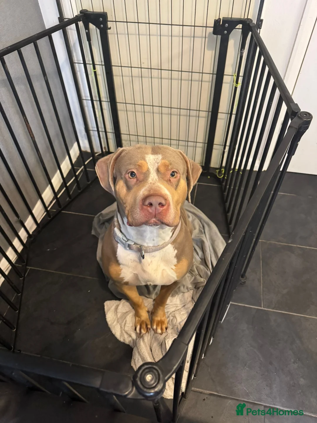 Mixed Breed dogs for sale: £0 mixed breed  - Advert 2