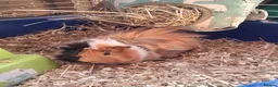 Guinea Pig rodents for sale: 2 stunning brother guinea pigs - Advert 6