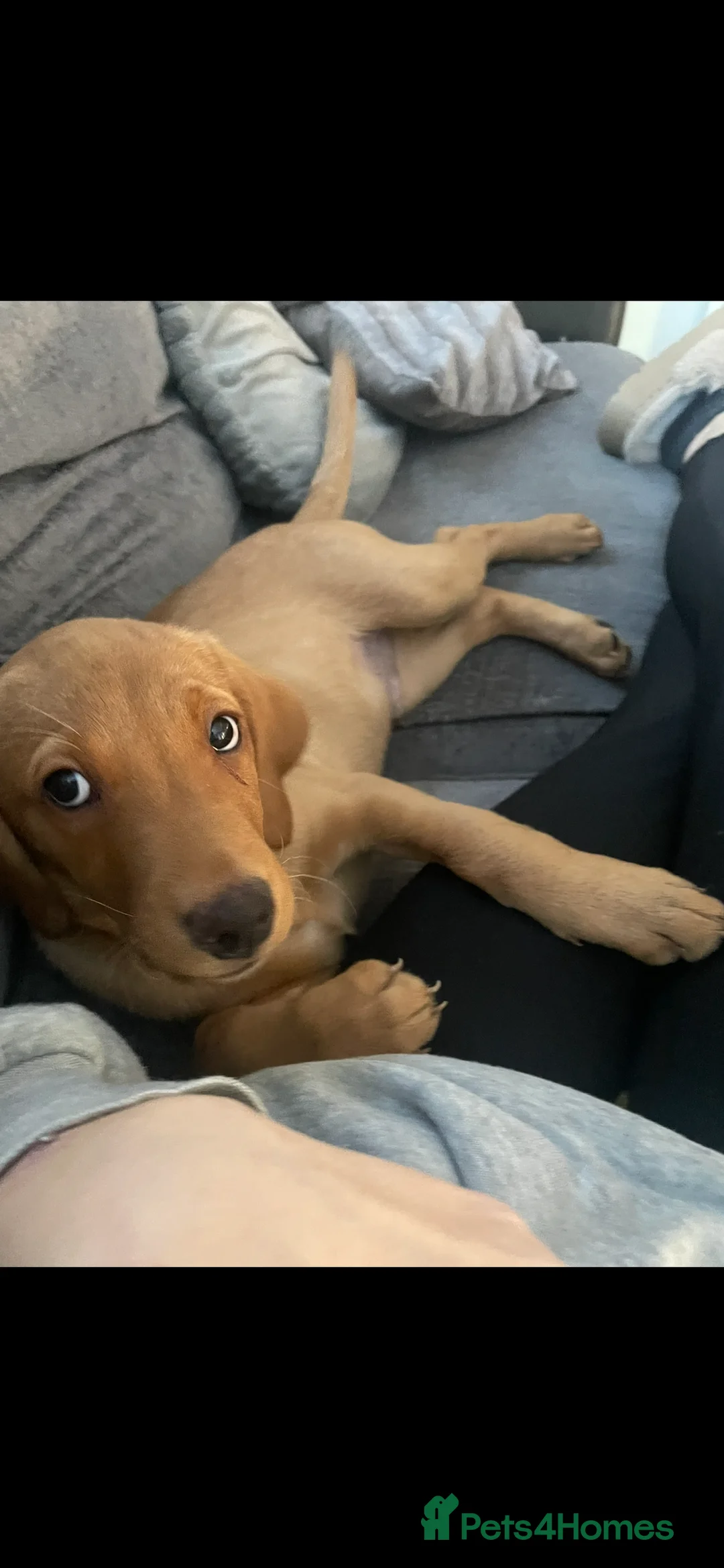 Labrador Retriever dogs for sale: Red fox Labrador  in Attleborough - Advert 3