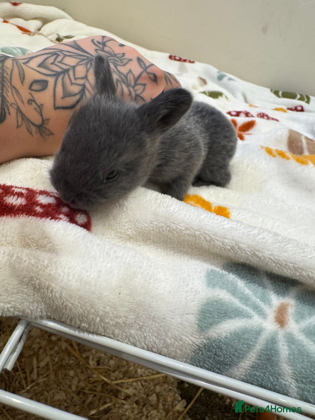 Rex rabbits for sale: Beautiful Rex x Lop Rabbits  - Image 4