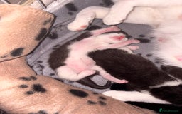Mixed Breed cats for sale: 3 beautiful kittens for sale - Image 3