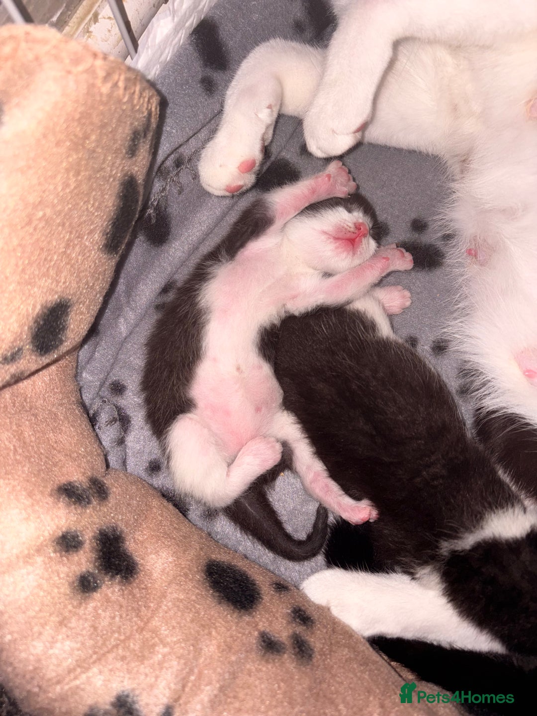 Mixed Breed cats for sale: 3 beautiful kittens for sale - Image 3