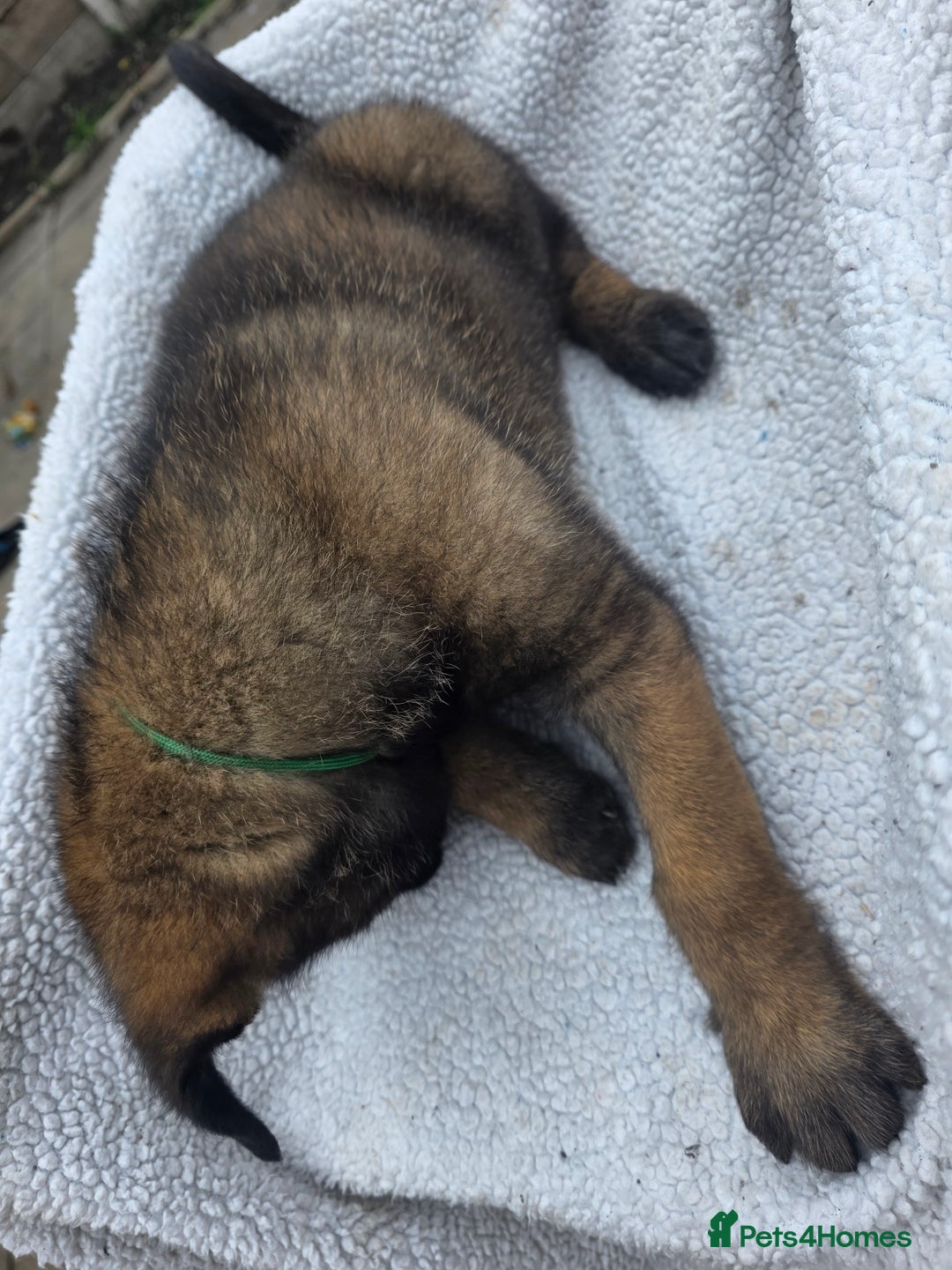 Belgian Shepherd Dog dogs for sale: belguim malinois free training provided - Image 29