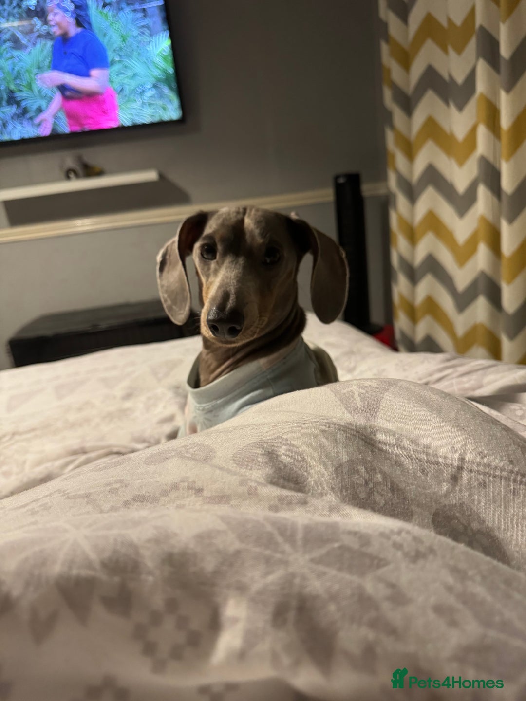 Mixed Breed dogs for sale: Miniature dachshund x jack russel - Advert 7